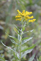 Solidago lepida salebrosa