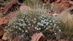 Amsonia jonesii