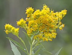 Solidago lepida salebrosa
