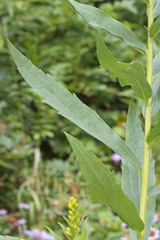 Solidago lepida salebrosa
