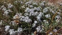 Amsonia jonesii
