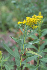 Solidago lepida salebrosa