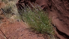Astragalus moencoppensis