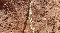 Astragalus moencoppensis
