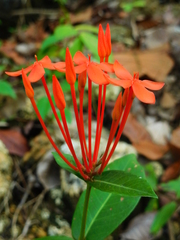 Ixora coccinea