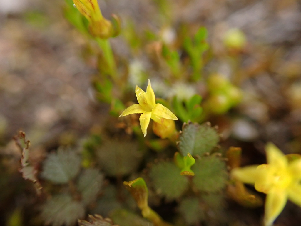 Stackhoue Flower Stackhousia minima from Tasman District, Tasman, New Zealand on ...