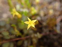 Stackhousia minima