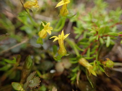 Stackhousia minima
