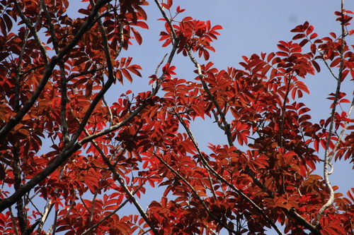 Image of Black Dhup (Canarium strictum) by (c) madhavan a.p, some rights reserved (CC BY)