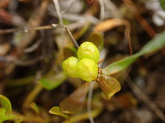 Stackhousia minima
