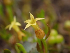 Stackhousia minima