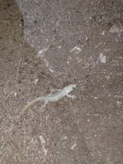 Hemidactylus stejnegeri