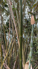 Bambusa vulgaris
