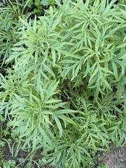 Artemisia palmeri