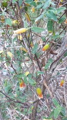 Marianthus bignoniaceus