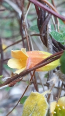 Marianthus bignoniaceus