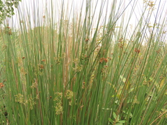 Common Rush (Juncus effusus)