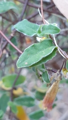 Marianthus bignoniaceus
