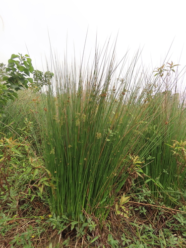 Image of Juncus decipiens by (c) chiuluan, some rights reserved (CC BY)