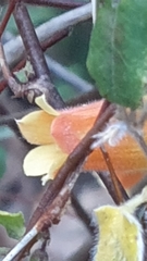 Marianthus bignoniaceus