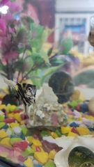 Pterophyllum scalare