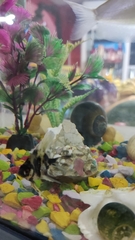 Pterophyllum scalare