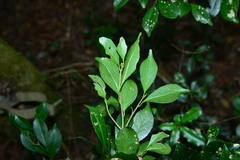 Symplocos macrostroma