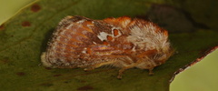 Pseudanapaea