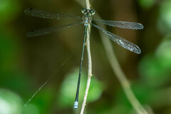 Chlorolestes tessellatus