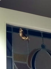 Erebus terminitincta