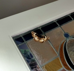 Erebus terminitincta