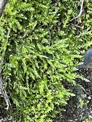 Brachythecium albicans