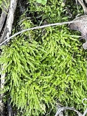 Brachythecium albicans