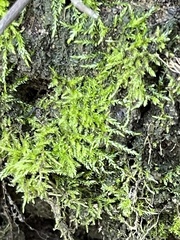 Brachythecium albicans