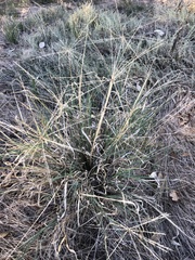 Enteropogon
