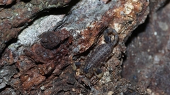 Lychas mucronatus