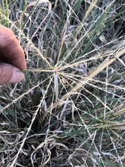 Enteropogon
