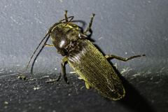 Hemicrepidius