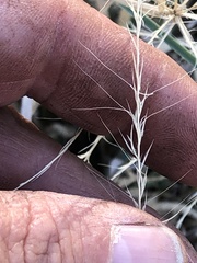 Enteropogon