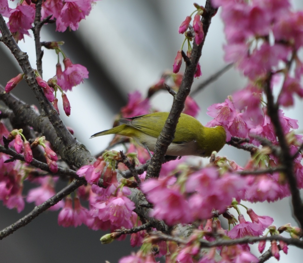 Swinhoe S White Eye From On January At Am By