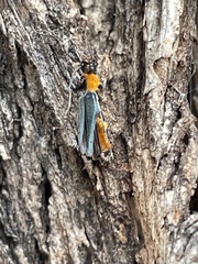 Chauliognathus tricolor