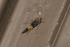 Cosmopterix macrula