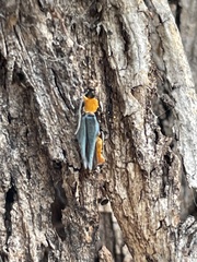 Chauliognathus tricolor