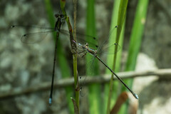 Chlorolestes tessellatus