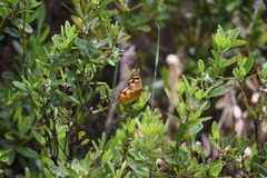 Heteronympha solandri