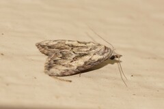 Nola pleurochorda