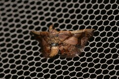 Scenedra decoratalis