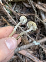 Myochromella boudieri