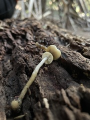 Myochromella boudieri