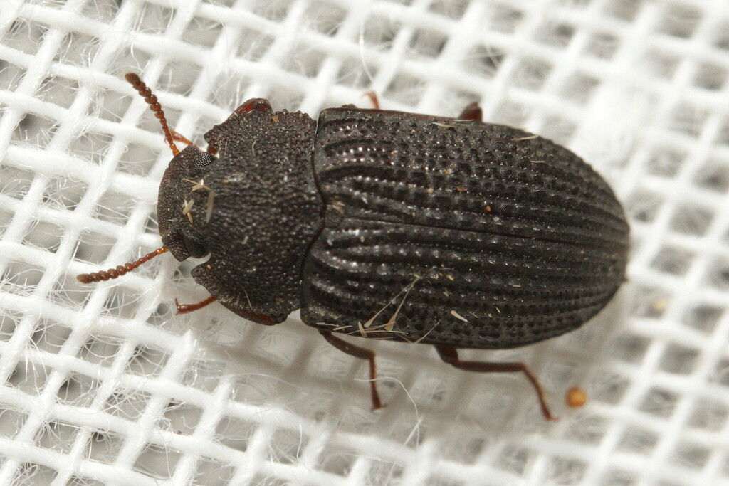 Bradymerus raucipennis